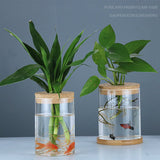 Indoor Green Plant Decoration Glass Bottle For Hydroponic – close-up