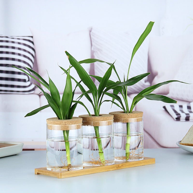 Indoor Green Plant Decoration Glass Bottle For Hydroponic – in use