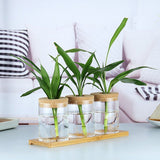 Indoor Green Plant Decoration Glass Bottle For Hydroponic – in use