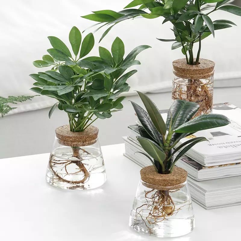 Indoor Green Plant Decoration Glass Bottle For Hydroponic – main view